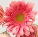 Gerberas Tonos Rosados X5 Tallos Flores Frescas