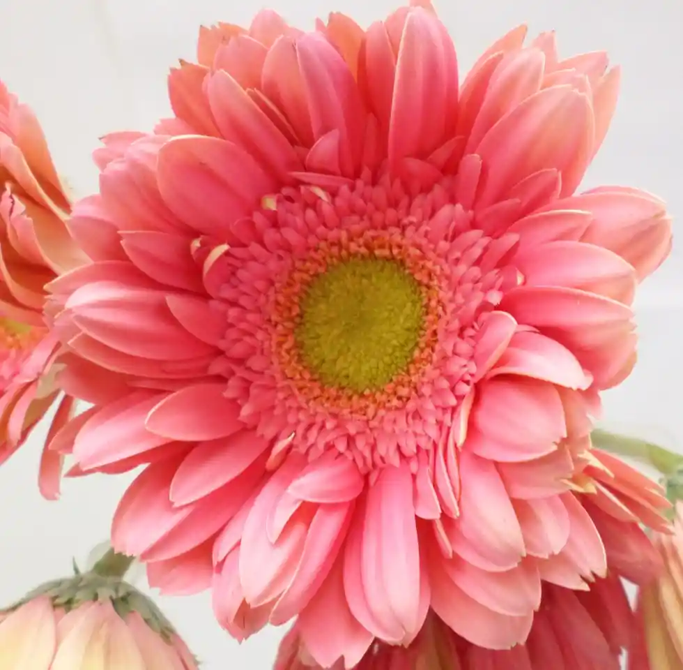 Gerberas Tonos Rosados X5 Tallos Flores Frescas