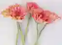 Gerberas Tonos Rosados X5 Tallos Flores Frescas