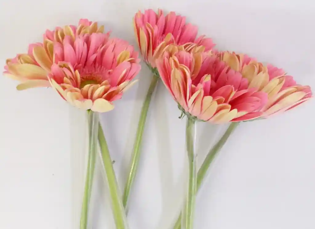 Gerberas Tonos Rosados X5 Tallos Flores Frescas