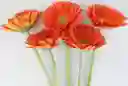 Gerberas Tonos Naranja X5 Tallos Flores Frescas