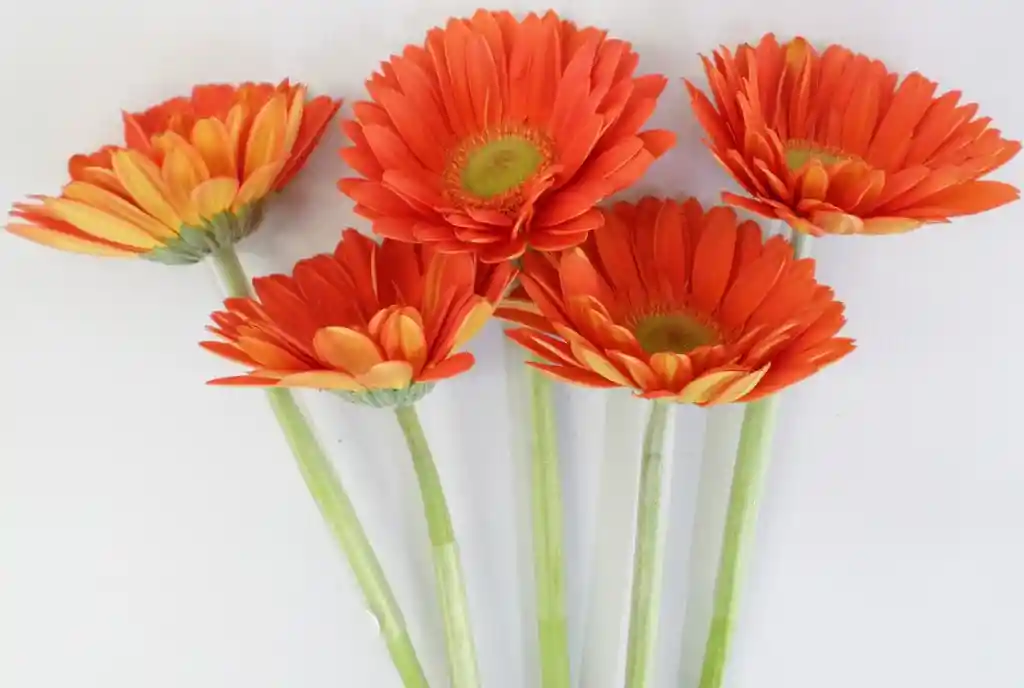 Gerberas Tonos Naranja X5 Tallos Flores Frescas