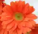 Gerberas Tonos Naranja X5 Tallos Flores Frescas