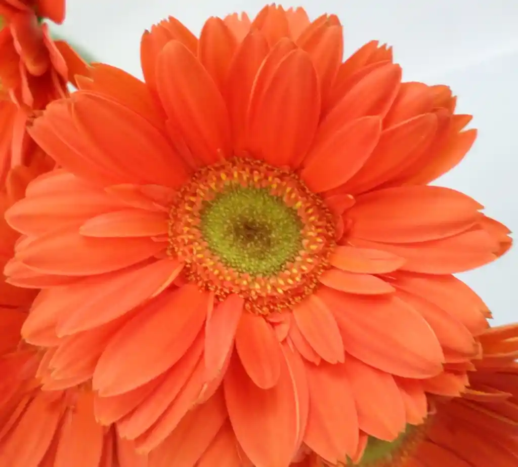 Gerberas Tonos Naranja X5 Tallos Flores Frescas