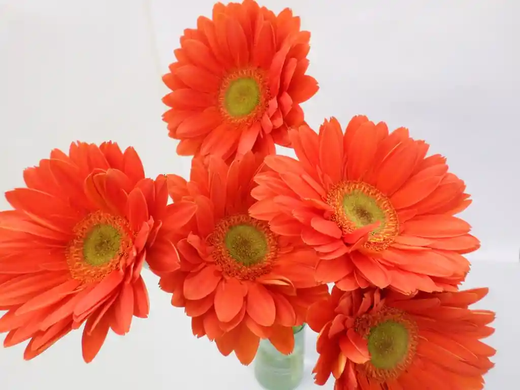 Gerberas Tonos Naranja X5 Tallos Flores Frescas