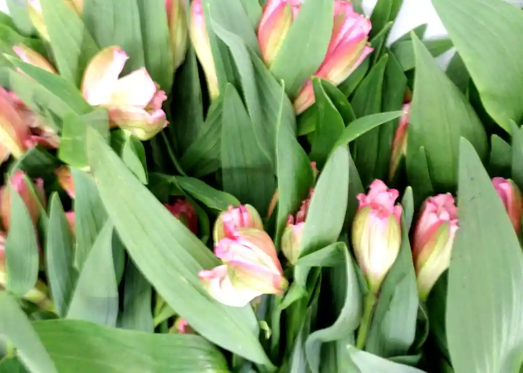 Alstroemerias Tonos Rosados X15 Tallos Astromelias Flores Frescas