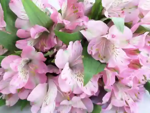 Alstroemerias Tonos Rosados X15 Tallos Astromelias Flores Frescas