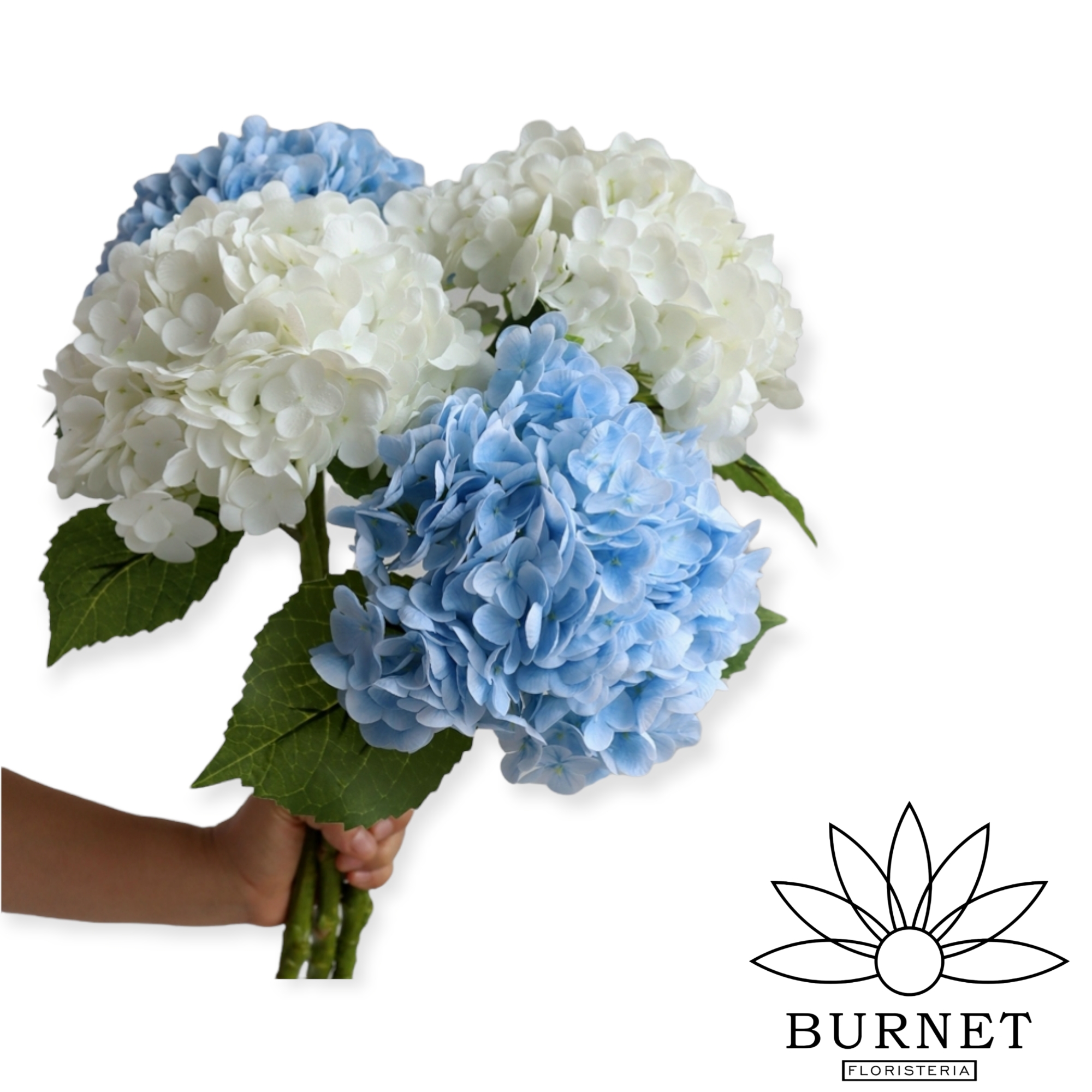 Hortensias Blancas Y Azules En Bouquet De Regalo Precio a Domicilio