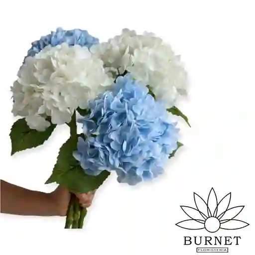 Hortensias Blancas Y Azules En Bouquet De Regalo