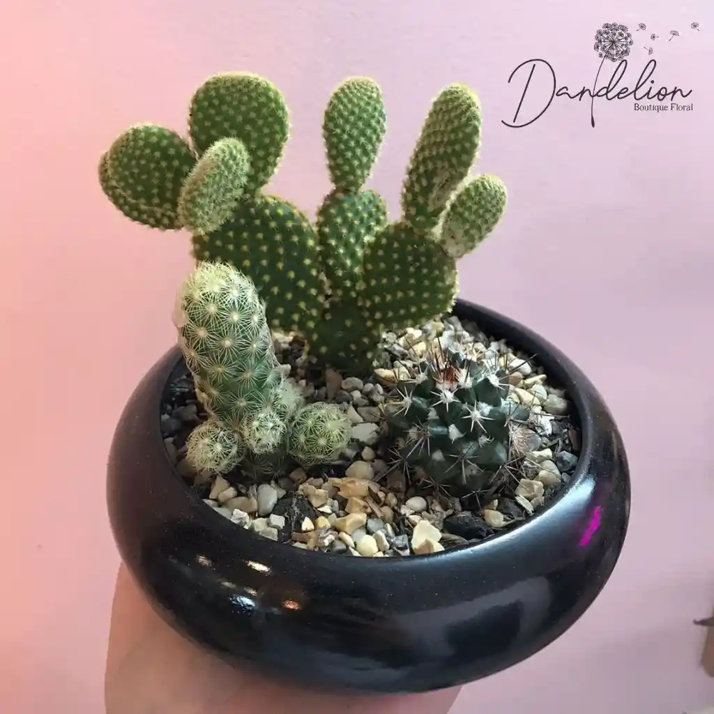 Terrario De Cactus Dona