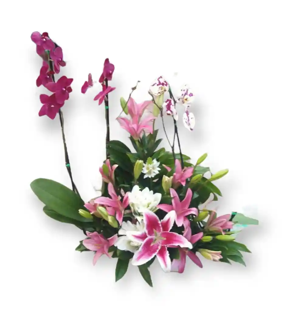 Arreglo Floras De Dos Matas De Orquídeas Phalaenopsis Y Lirios