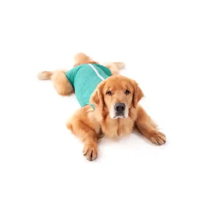 Ropa Post Quirúrgica Canino Hembra Verde 7 (10 A 13 Kg)