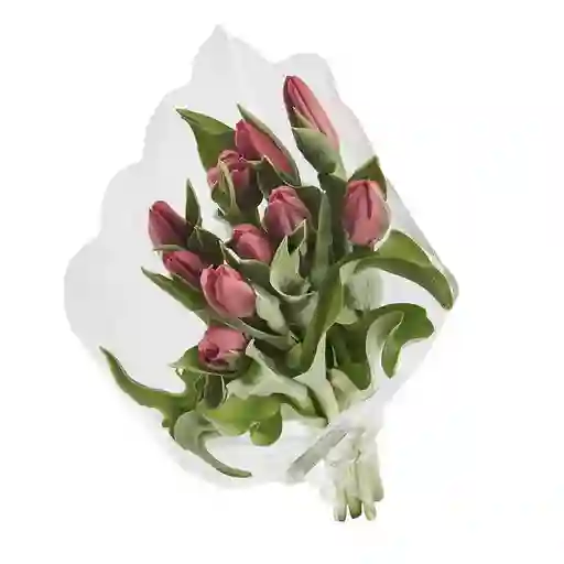 Tulipanes Morados X 10 Tallos El Paquete