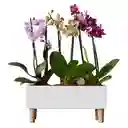 Kit Jardin Encantado Amor Y Amistad