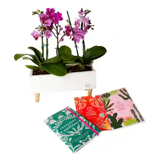 Kit Jardin Encantado Amor Y Amistad