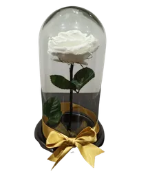 Rosa Preservada Blanca Premium Tamaño Mediano. Regalo Para Hombre