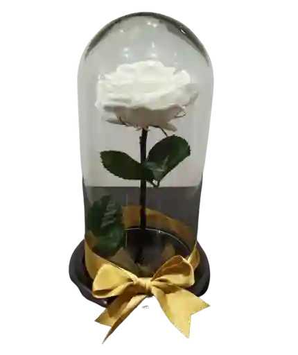 Rosa Preservada Blanca Premium Tamaño Mediano. Regalo Para Papá