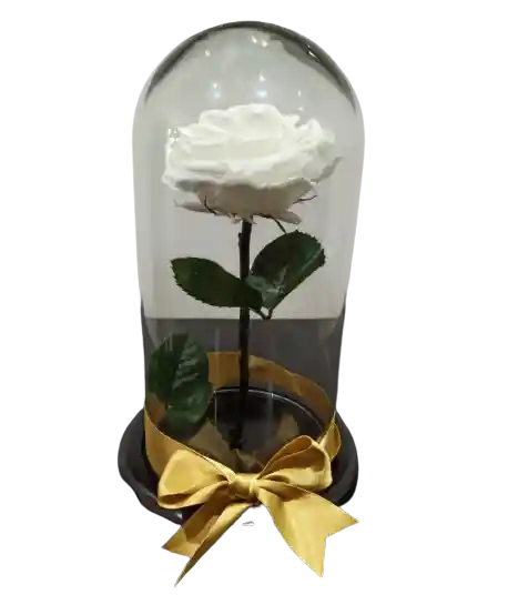 Rosa Preservada Blanca Premium Tamaño Mediano
