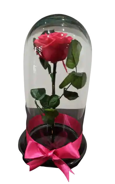 Rosa Preservada Fucsia Premium Tamaño Mediano