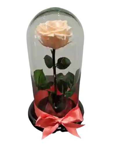 Rosa Preservada Salmón Premium Tamaño Mediano
