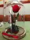 Rosa Roja Preservada