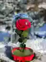 Rosa Roja Preservada