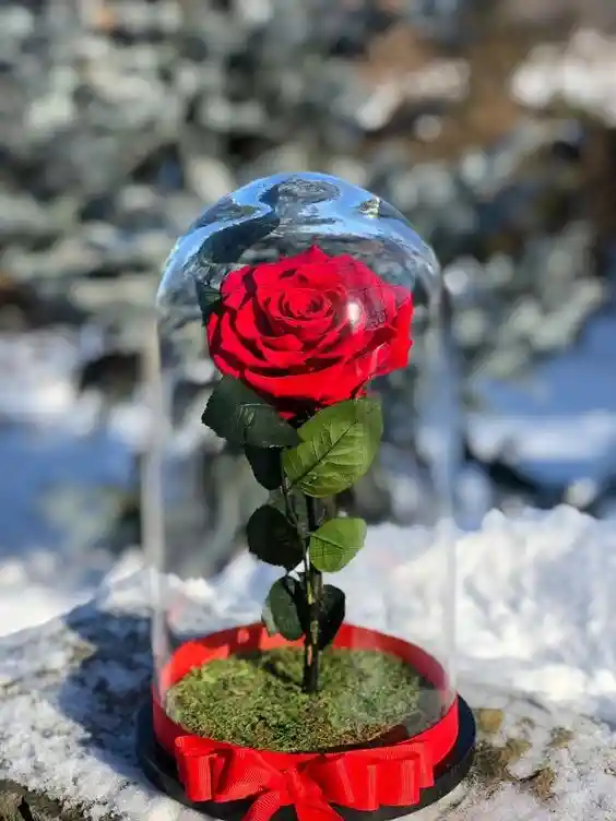 Rosa Roja Preservada