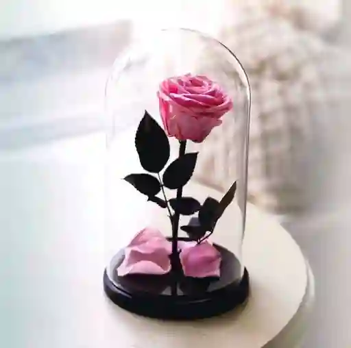 Rosa Rosada Preservada