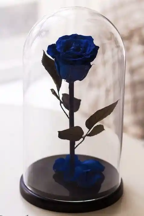 Rosa Azul Preservada