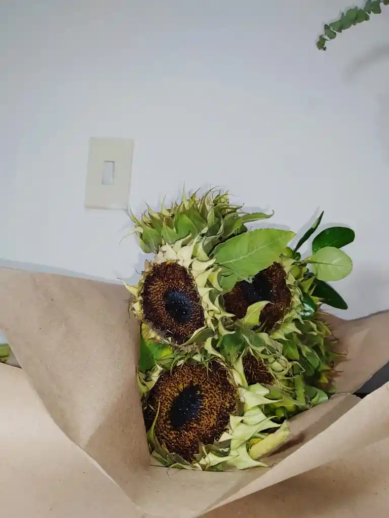 Semilla De Girasol