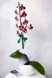 Orquídea Premium Floral Dálmata + Maceta + Vitaminas