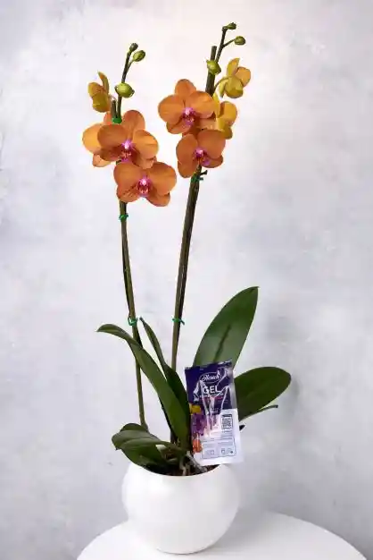 Orquídea Premium 2 Espigas Florales Orange + Maceta + Vitaminas