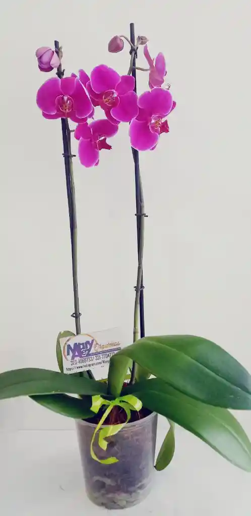 Orquidea Grande 2 Varas Oferta Dia Amor Amistad