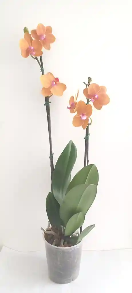 Orquidea Grande 2 Varas Oferta Dia