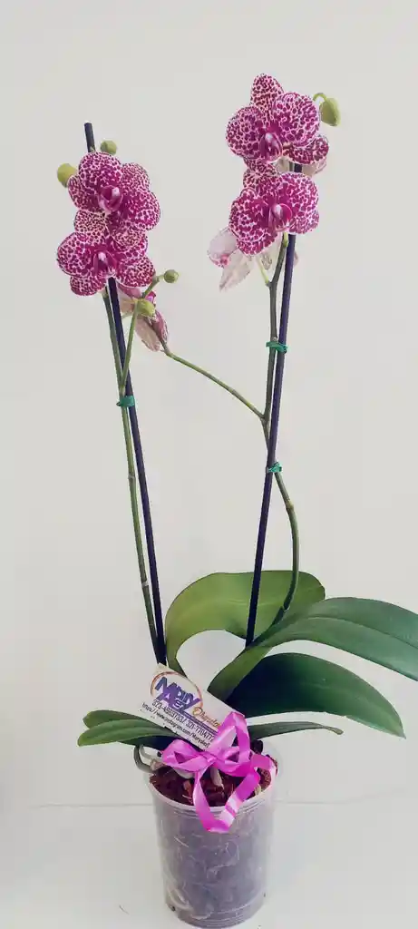 Orquidea Grande 2 Varas Oferta Dia