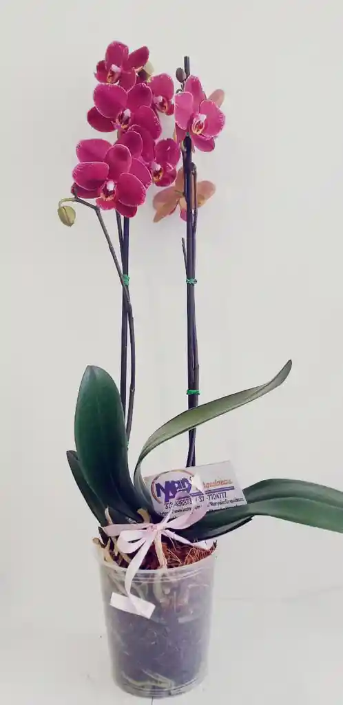 Orquidea Grande 2 Varas Oferta Dia