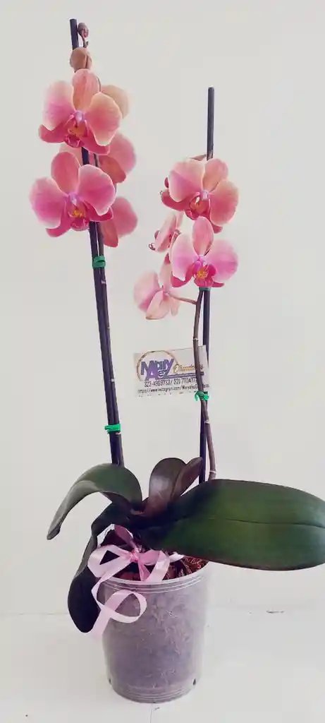 Orquidea Grande 2 Varas Oferta Dia