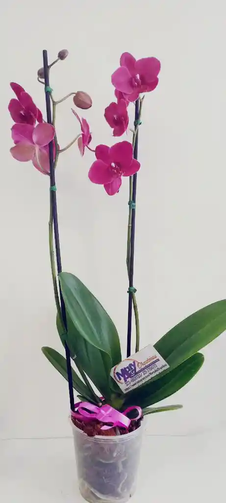 Orquidea Grande 2 Varas Oferta Dia