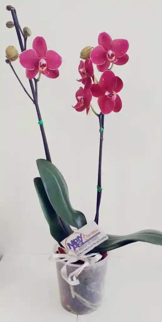 Orquidea Grande 2 Varas Oferta Dia