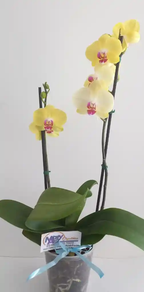 Orquidea Grande 2 Varas Oferta Dia