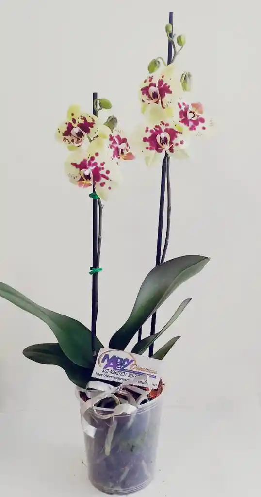 Orquidea Grande 2 Varas Oferta Dia