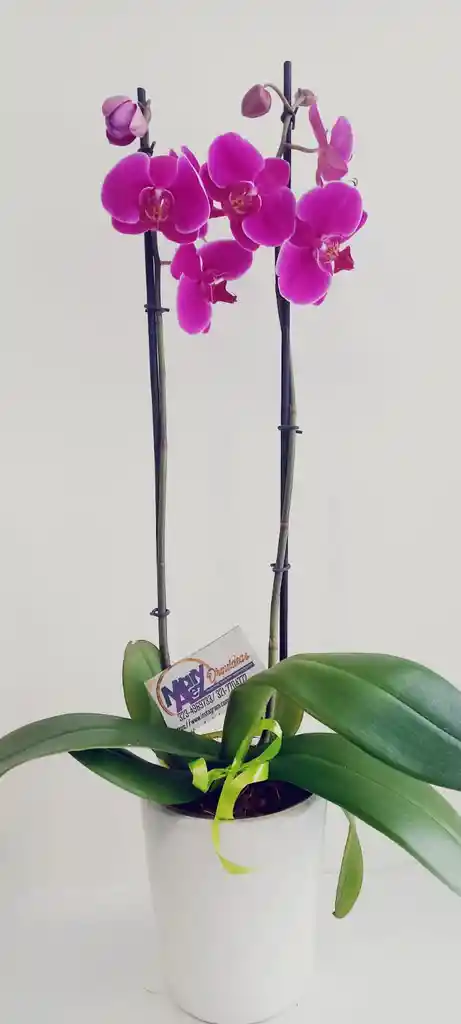 Orquidea Grande 2 Varas Matera Ceramica Oferta Dia