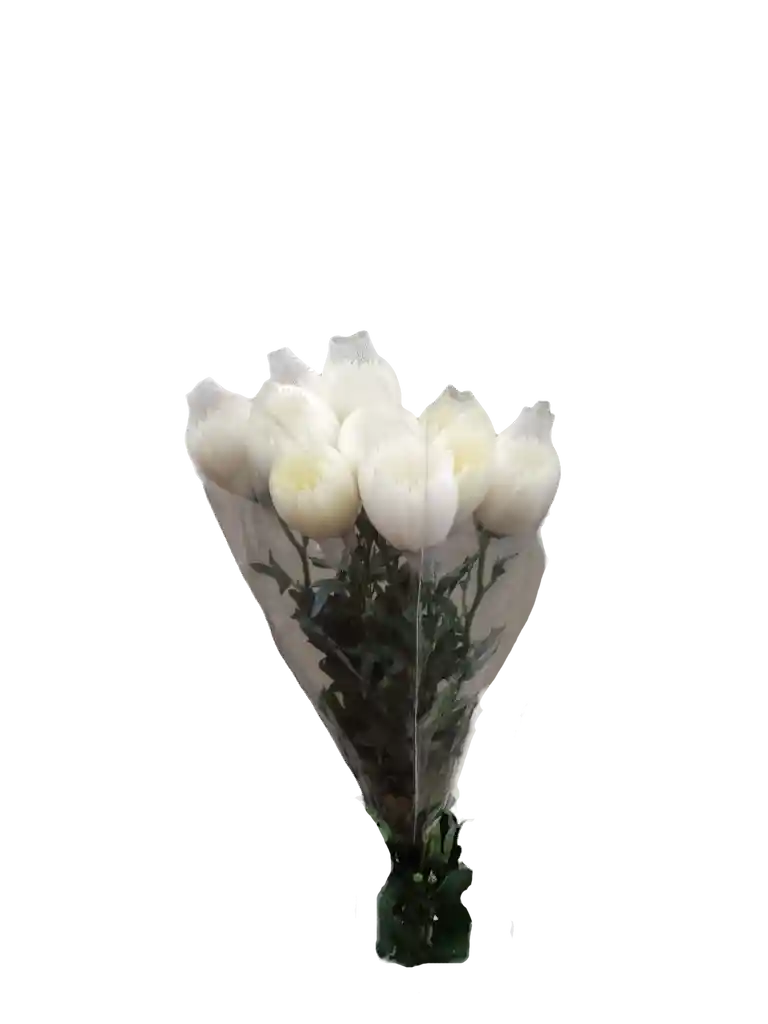 Flores Frescas, Crisantemos Blancos