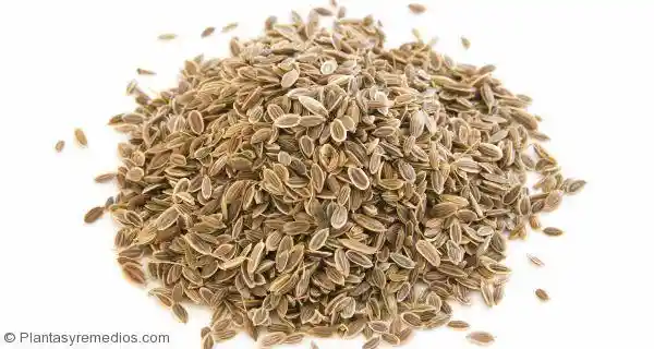 Semilla Eneldo