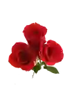 Conito De Rosas Rojas