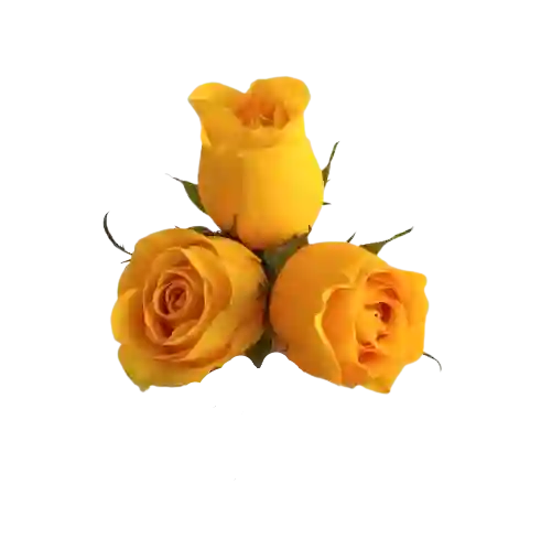 Conito De Rosas Amarillas