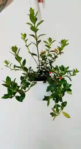 Planta Pescadito Colgante