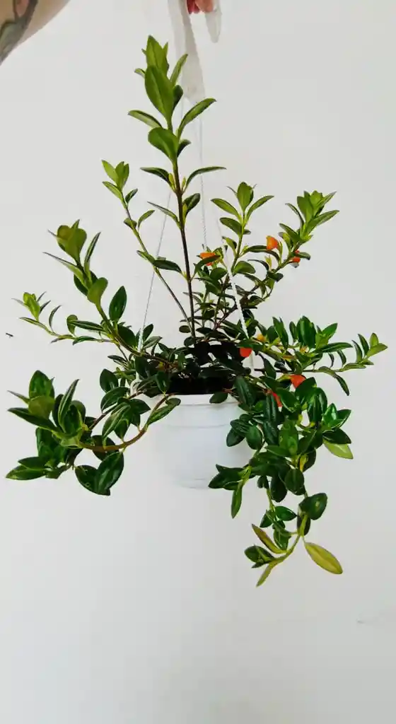Planta Pescadito Colgante