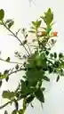 Planta Pescadito Colgante