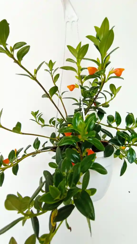 Planta Pescadito Colgante